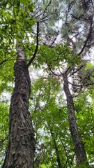 Fototapeta premium beautiful nature forest tree leaf