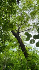 Fototapeta premium beautiful nature forest tree leaf