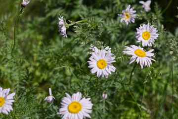Chamomile Flowers in a Garden