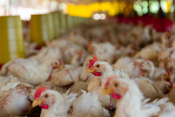 Pollos en granjas de engorde.