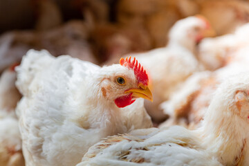 Pollos en granjas de engorde.