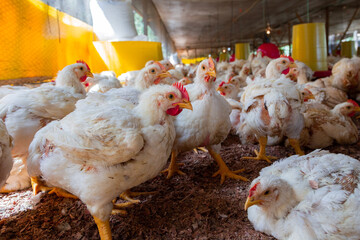 Pollos en granjas de engorde.
