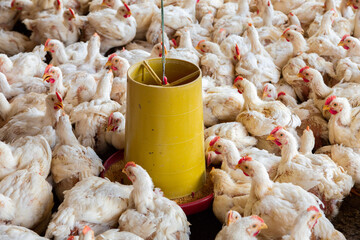Alimentación de pollos en granjas de engorde.