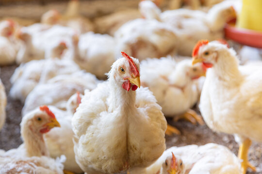 Pollos en granjas de engorde.