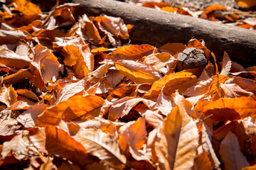 落ち葉　autumn leaves