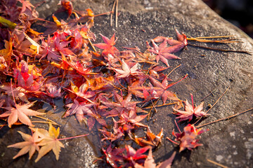 神社　もみじ　autumn leaves