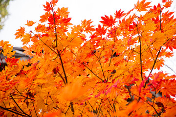鮮やかな楓　autumn leaves