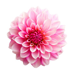 pink dahlia isolated on transparent background Remove png, Clipping Path