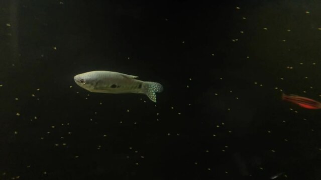 Video pez gurami azul en acuario de agua dulce 