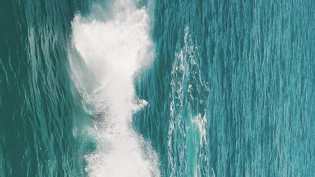 The southern right whales breach, Eubalaena australis. Mother and calf of the Right Whales swim near Brazilian shore near the town of Imbituba. The calf breaches and falls with splash