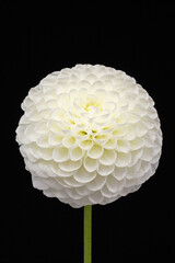 白いダリアの花
