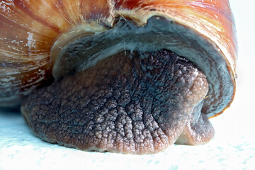 Close-up view of the front part of the foot with the shell of a snail crawling up the wall of a...