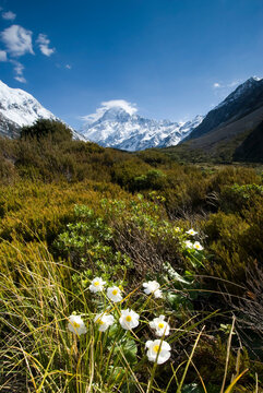 Mt Cook with Buttercups in the Hooker valley, Mount Cook National Park, New Zealand ** Note: Shallow depth of field