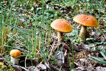 Boletus edulis mushroom growing in the forest, close up