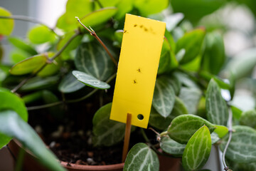 Fungus gnats stuck on yellow sticky trap closeup. Non-toxic flypaper for Sciaridae insect pests...