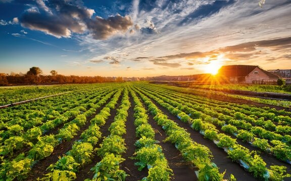 Field agriculture farming over sunset concept industry