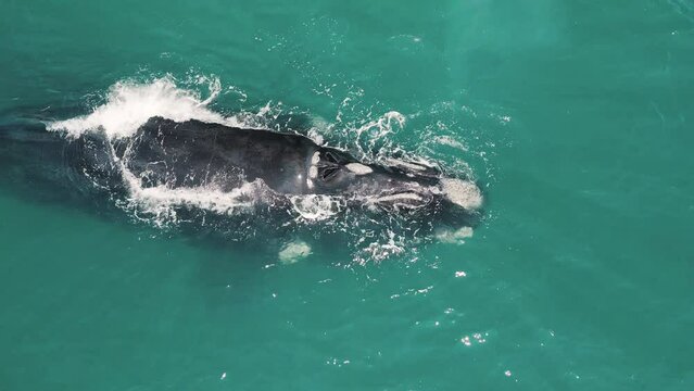 The southern right whales, Eubalaena australis. Mother and calf of the Right Whales swim near Brazilian shore near the town of Imbituba