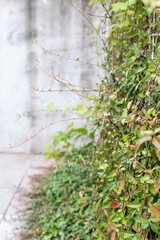 An ivy with green leaves found in the garden.
