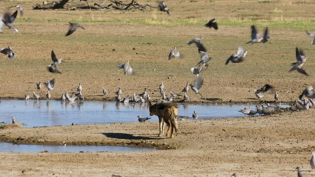 Black-backed jackals (Canis mesomelas) hunting Cape turtle doves, Kalahari desert, South Africa