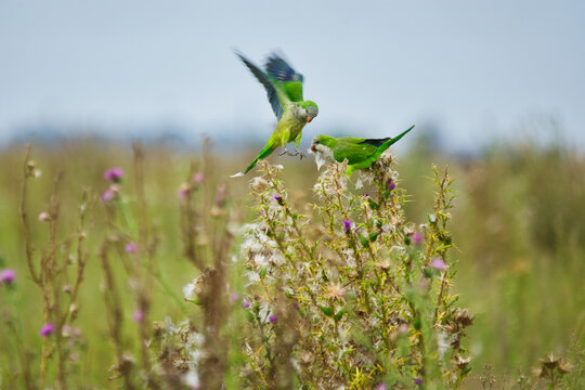 Loros jugando en las flores