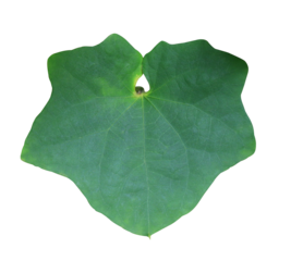 Laurel clock vine or blue trumpet vine or laurel-leaved thunbergia or Thunbergia laurifolia Lindl leaf. Close up green leaf of Laurel tree isolated on transparent background.