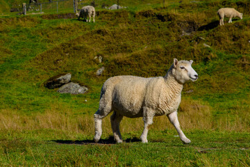 Obraz premium A smiling sheep on grass field in New Zealand