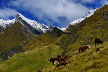 Cattle grazing on grass field in Mount Aspiring National Park, South Island, New Zealand