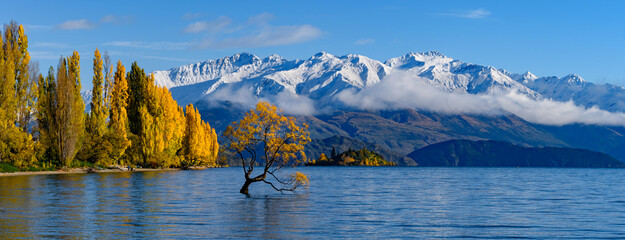 Panorama of Wanaka tree and Lake Wanaka in autumn, New Zealand