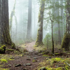 forest, trees, tree, fog, mist, nature, landscape, light, sun, autumn, misty, wood, path, woods, green, morning, pine, trail, woodland, sunlight, foggy, foliage, sunrise, summer, spring