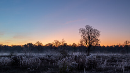 November dreamy frosty morning. Grass and trees in frost on a frosty autumn morning.
