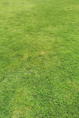 Top view of green grass texture background