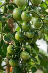 A lot of green tomatoes on a bush in a greenhouse. Tomato plants in greenhouse. Green tomatoes plantation. Organic farming, young tomato plants growth in greenhouse.