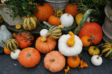 Colorful gourds and large pumpkins for Halloween and Fall decoration