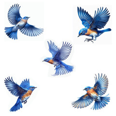 A set of male and female Eastern Bluebirds flying isolated on a white background