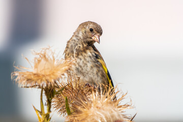 European goldfinch with juvenile plumage, feeding on the seeds of thistles. Carduelis carduelis.