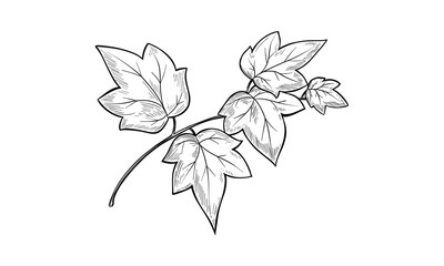 Ivy branch. Vector line sketch hand drawn