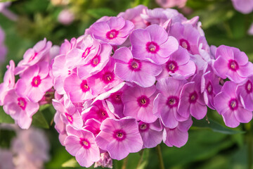 Pink phlox flowers. Phlox paniculata. Flowering herbaceous plants. Blooming phlox paniculata in the garden