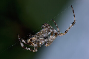 European Garden Spider At Night, Large Detailed Horizontal Araneus Diadematus Crowned Orb Weaver Macro Closeup, Diagonal Web Thread, Dark Blue Green Background Texture, Gentle Bokeh Pattern Copy Space