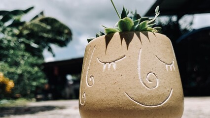 Smiling face plant in a pot.