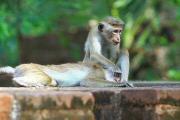 japanese macaque sitting on the ground