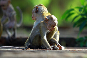 japanese macaque sitting on a tree