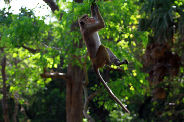 squirrel on tree