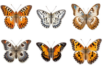 Set of colorful butterflies on a white background