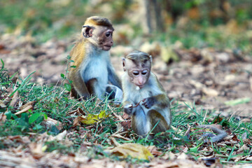 two dogs playing in the park