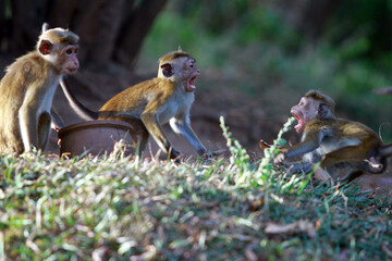 family of three ducklings