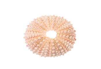 sea urchin shell isolated on white background