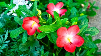 開花したハイビスカス（扶桑花　仏桑花）