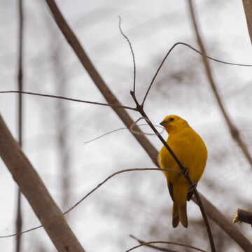 Ave De Color Amarillo De Las Costas Peruanas