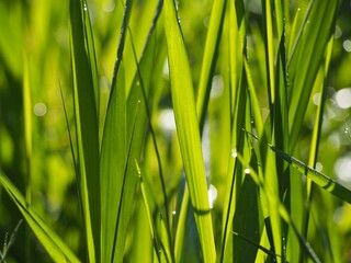 朝の田んぼ　稲の葉に降りた朝露