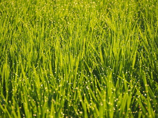 Fototapeta premium 朝の田んぼ 稲の葉に降りた朝露